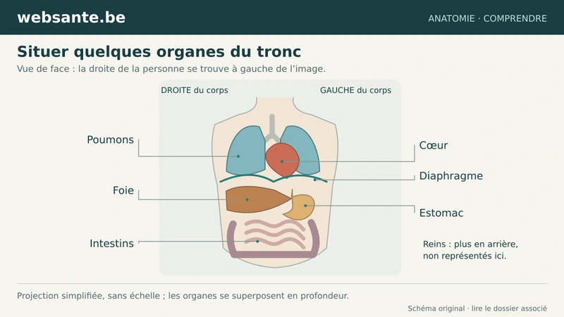 Poumons, cœur, foie, estomac et intestins situés dans le tronc vu de face.