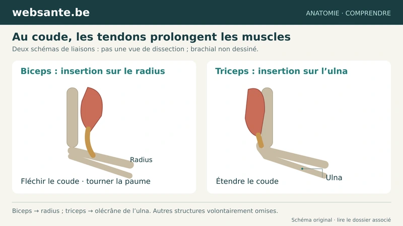 Deux schémas relient le biceps au radius et le triceps à l’ulna au niveau du coude.