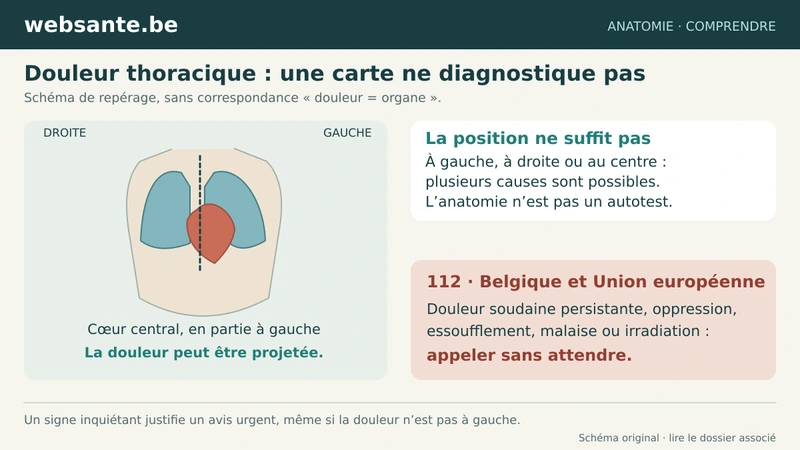 Poumons et cœur dans le thorax avec un encadré sur l’appel urgent au 112.
